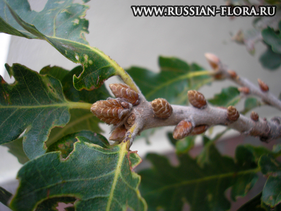 Дуб пушистый (Quercus pubescens)